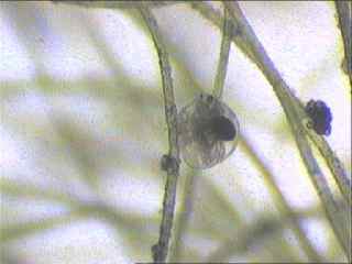 Film: grazing