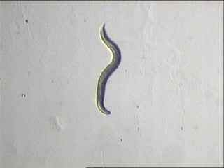 Film: Nemacrawl